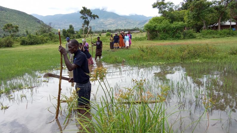 In Lake Victoria, a giant lake shared between Kenya, Uganda and Tanzania, over a quarter of endemic species, including countless cichlids, are either critically endangered or extinct. Many species are assumed to have disappeared before ever being discovered. Here, a group in Kenya works on the conservation of the lake.