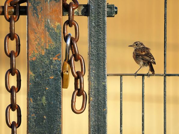 Alberto Román Gómez contrasts a delicate stonechat bird with the chunky chain in this image taken in Cádiz, Spain.