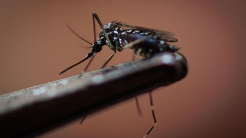 Fotografía de un mosquito transmisor del dengue (Aedes aegypti) en Sao Paulo, Brasil.