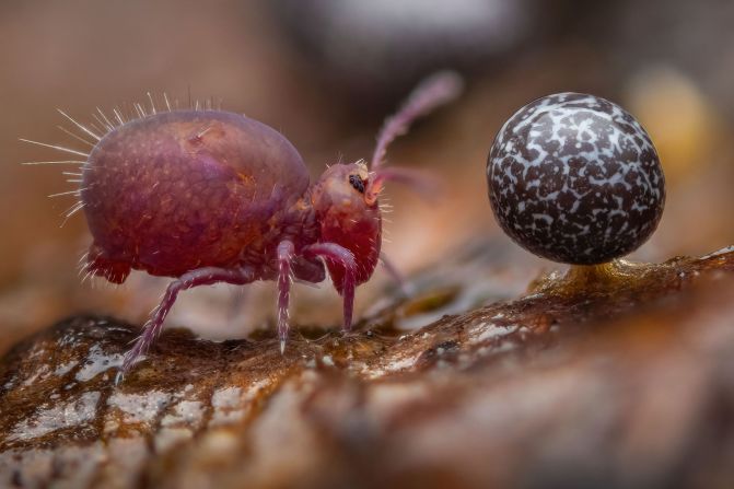 A springtail and a piece of slime mold are captured in this image by Alexis Tinker-Tsavalas in Berlin, Germany.