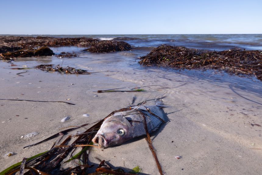Dead sea creatures washed onto the beach by a toxic agal bloom.