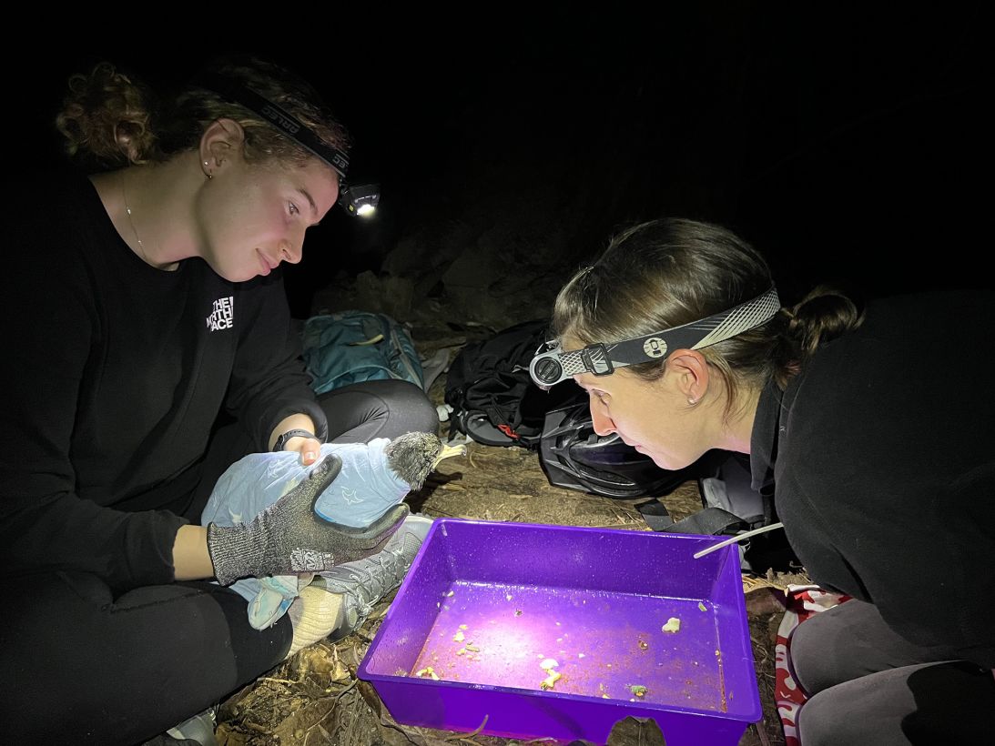 Alix de Jersey and Jennifer Lavers (left to right) perform a lavage on a Sable Shearwater chick to flush out ingested plastics.