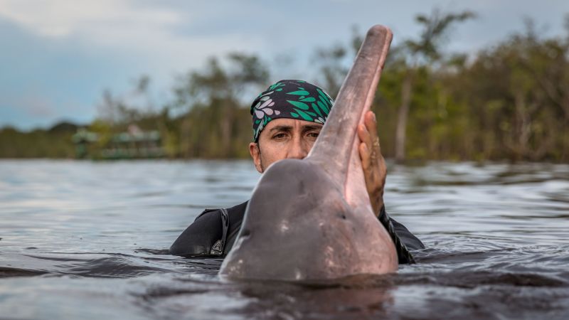Saving the dolphins and manatees of the Amazon River
