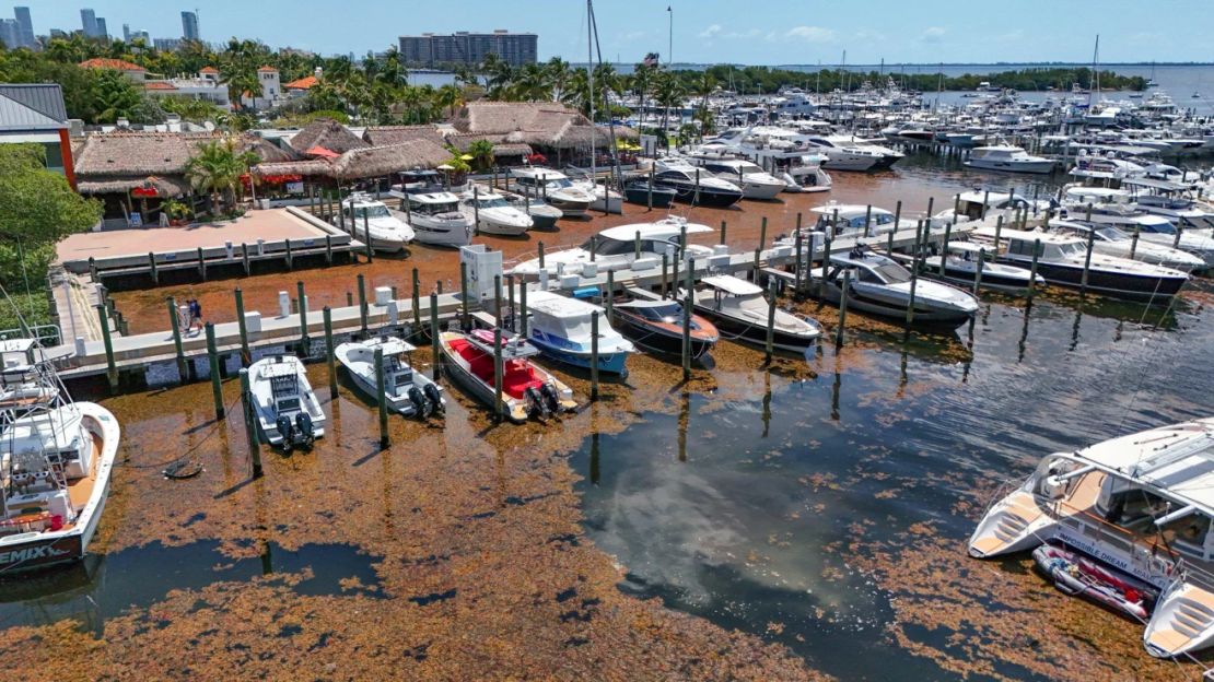 Un cinturón de algas rodea los barcos amarrados a lo largo de Dinner Key Marina en Miami, Florida, el 8 de mayo.