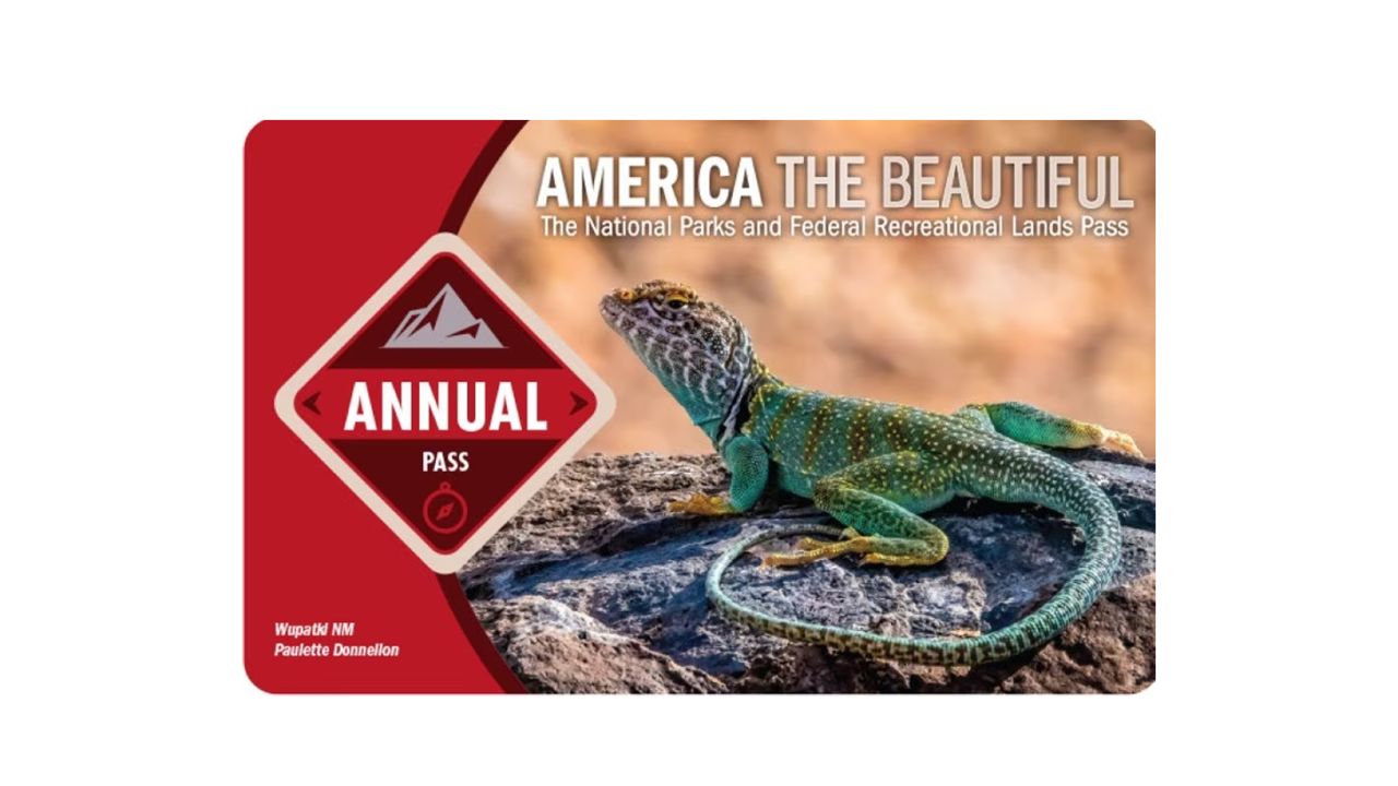 america the beautiful pass 2024/2025 with photo of a lizard
