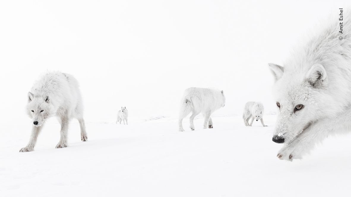 These Arctic wolves in Canada's Ellesmere Island came so close to photographer Amit Eshel that he could smell their breath.