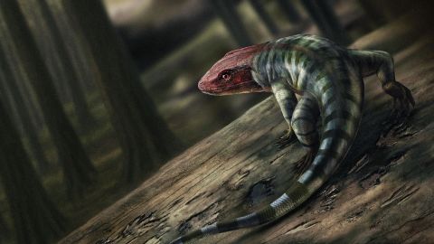 An impression of what the Amniote(early reptile) would look like from 350 million years ago.