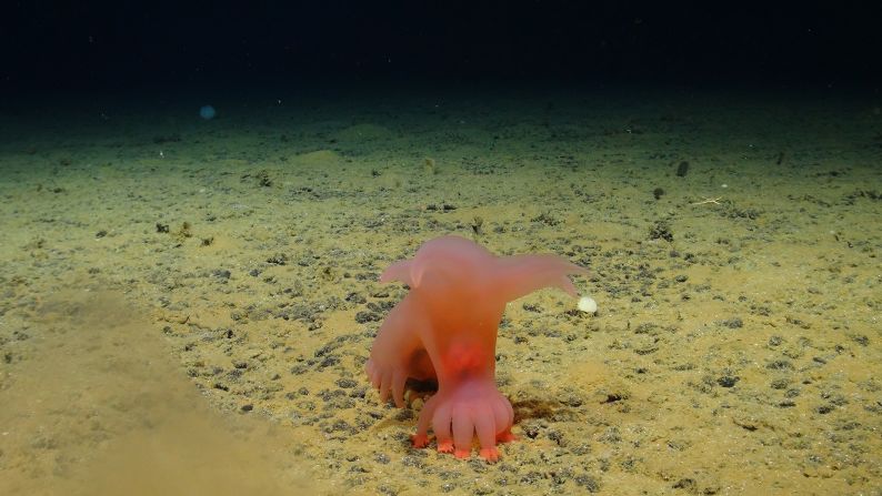 A Barbie-pink sea pig saunters along the seafloor. Potato-size polymetallic nodules that are rich in nickel, manganese and cobalt carpet the seabed in the zone.