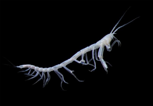 This bottom-dwelling crustacean is an invertebrate known as a tanaid.