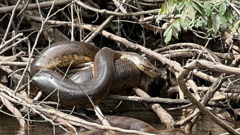 <strong>A</strong>team of scientists on location with a film crew in the remote Amazon has uncovered a previously undocumented species of giant anaconda.