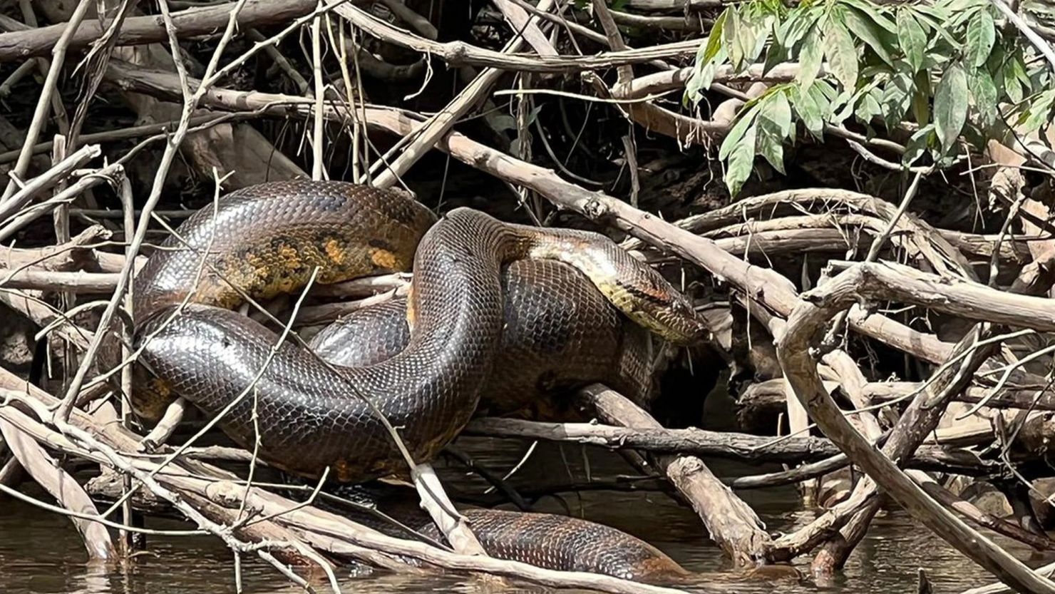 A team of scientists went to observe anacondas rumored to be the largest in existence.