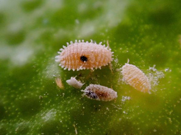 Mealybugs spread a debilitating vine disease called leafroll virus, but tiny Anagyrus wasps lay eggs in the bugs, consuming them from the inside out. Pictured, a mealybug parasitized?by the <em>Anagyrus vladimir</em>?wasp.