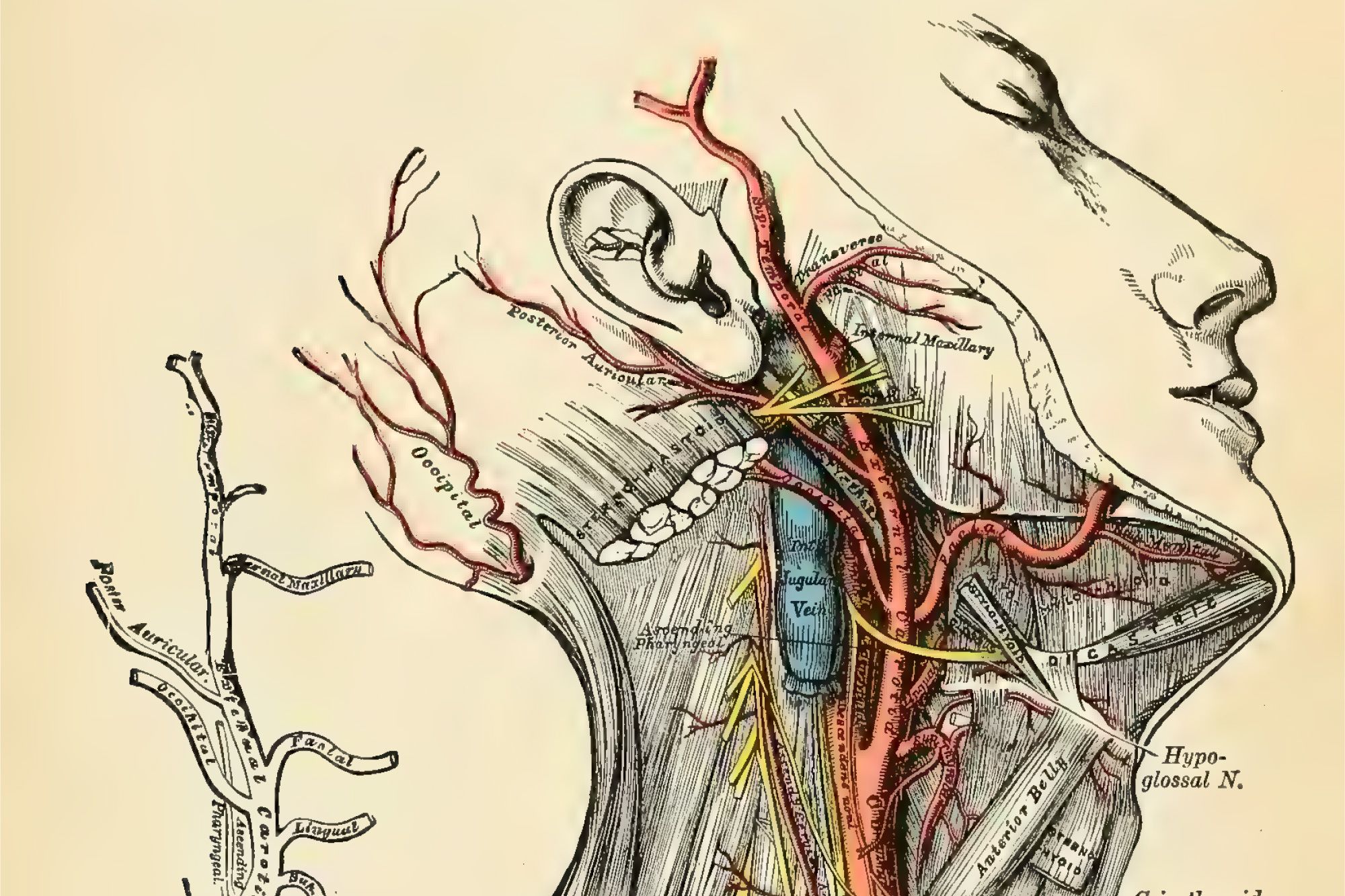 An image from Henry Gray's groundbreaking medical reference book, "Gray's Anatomy: Descriptive and Applied."