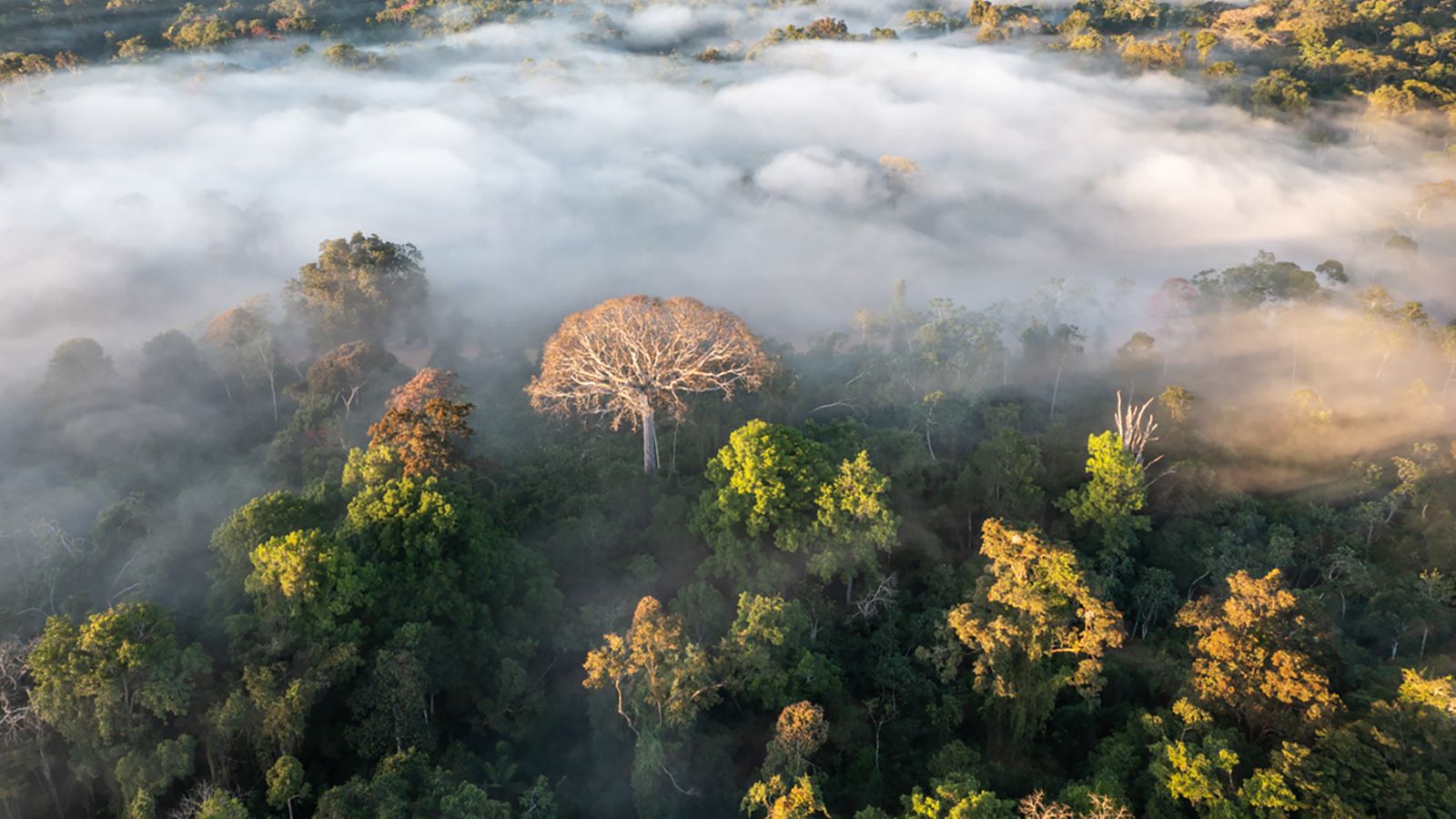 The Amazon River and the Amazon forest in Yurua, Ucayali, in Peru in June 2021.