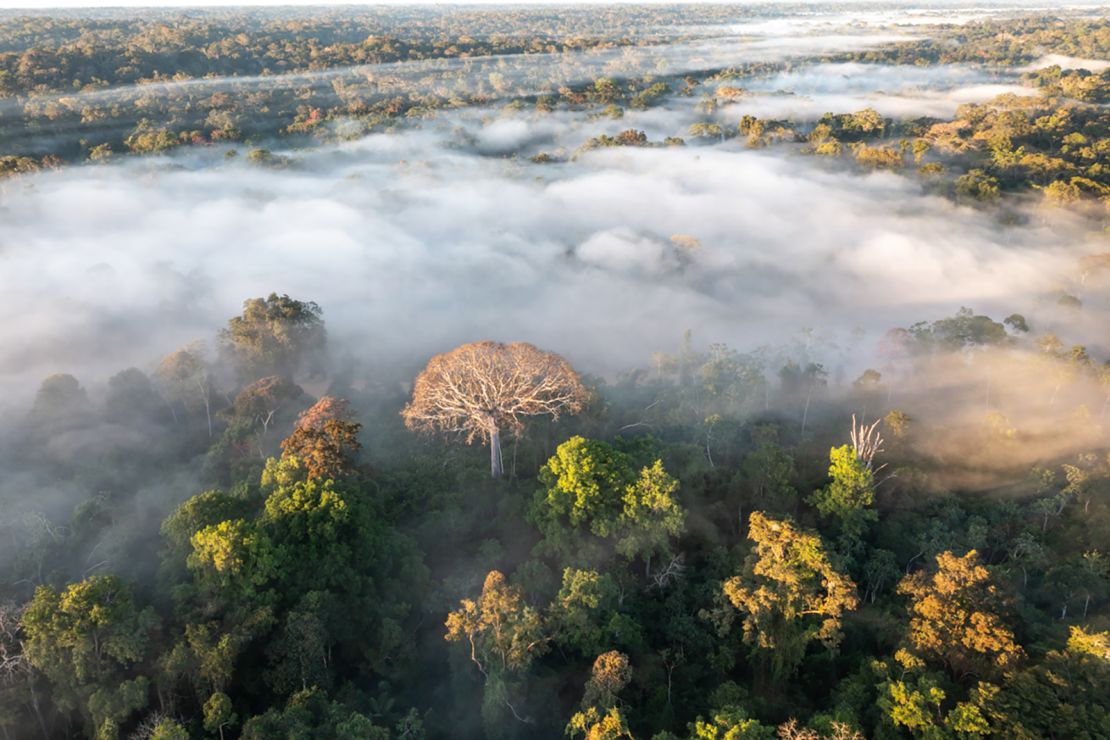 The Amazon River and the Amazon forest in Yurua, Ucayali, in Peru in June 2021.