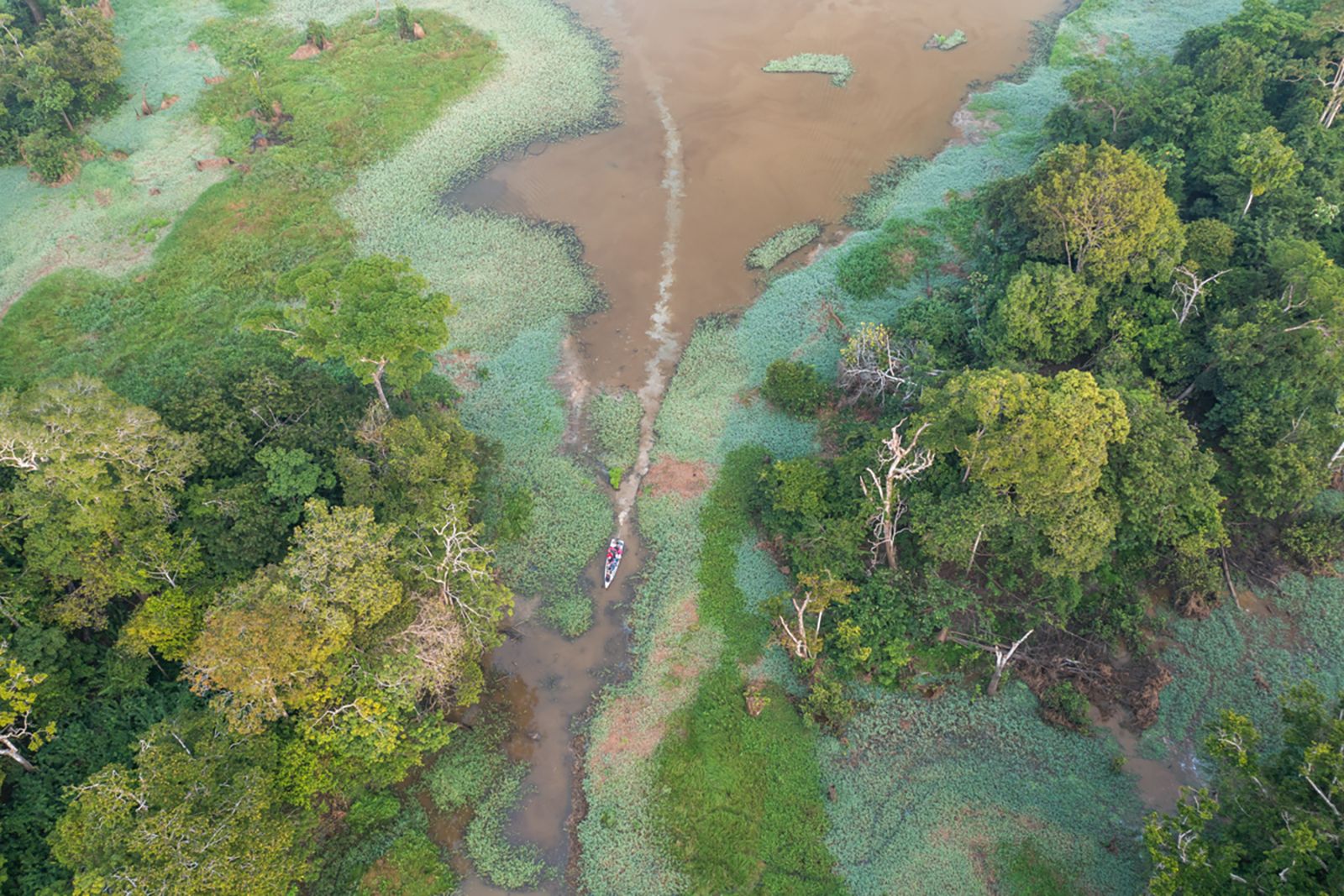 The  rainforest is approaching widespread collapse •