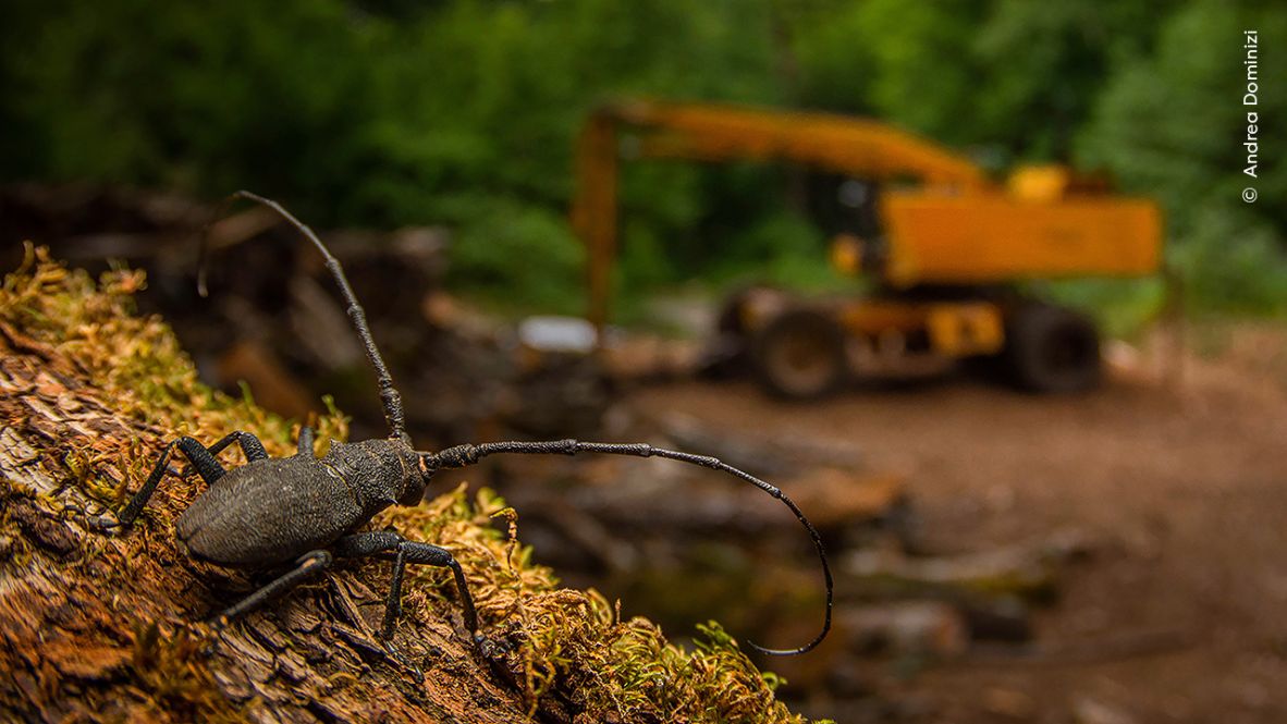 Andrea Dominizi's image of a longhorn beetle set against abandoned logging equipment won the 15-17 Years category.