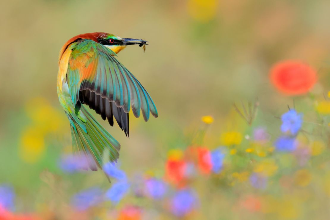 Blanco clinched the under 18's prize with a striking photo of a European bee-eater.