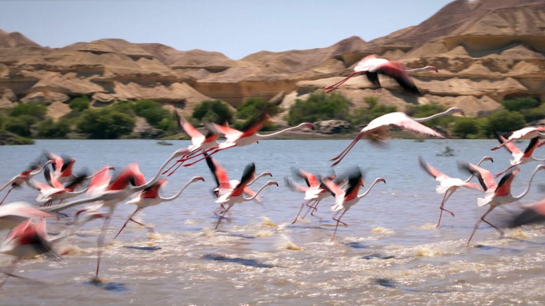 Travelers can safari across the Saco dos Flamingos wetlands.