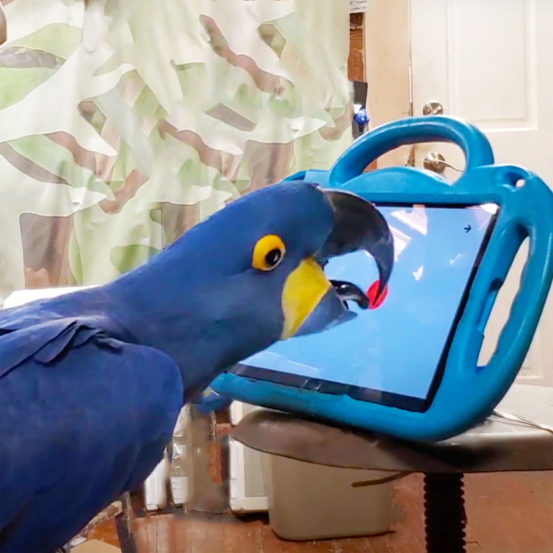 The birds interacted with the tablet for no more than 30 minutes a day.