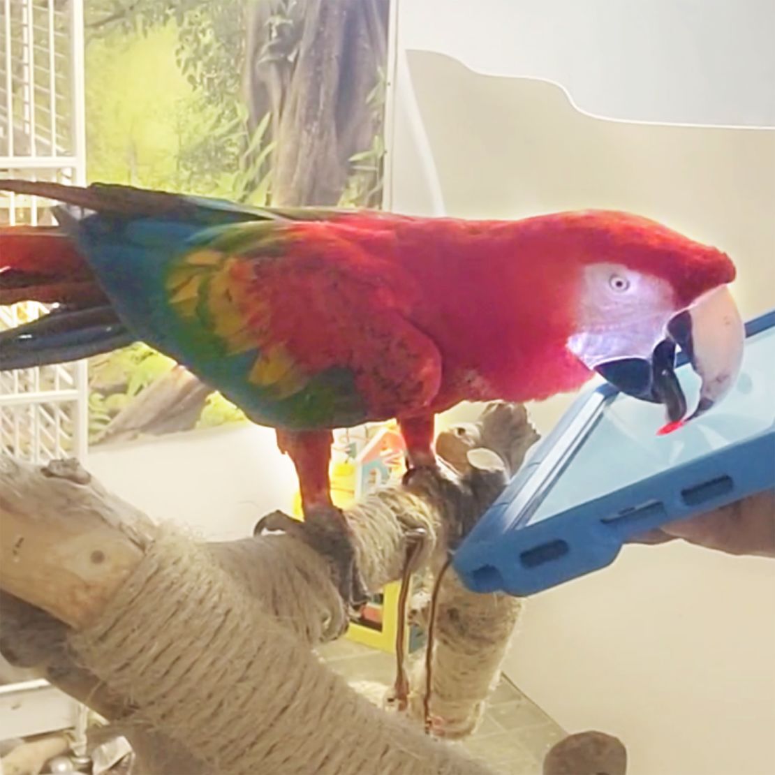 Researchers designed the tablet game to be used by a parrot in collaboration with the bird's caretaker.
