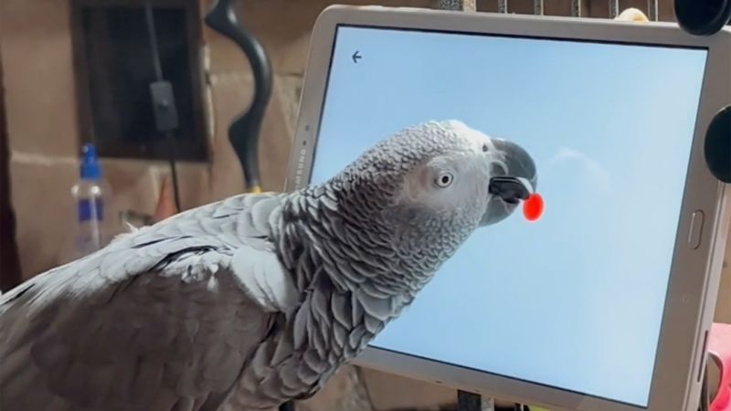 Папагалите могат да играят мобилни игри за обогатяване. Сега изследователите проучват как да проектират подходящ за птици таблет