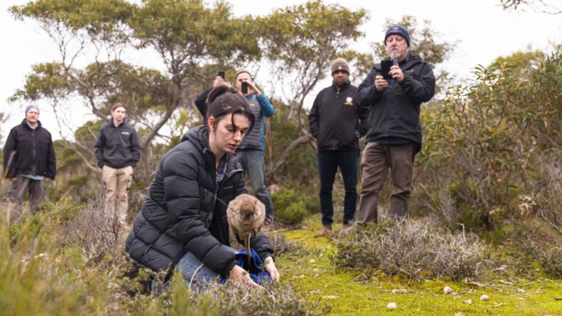 Un bettong rebota mientras es liberado en la península de Yorke.