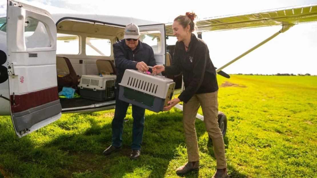 El equipo de Marna Banggara transportando bettongs en avión para su reintroducción.