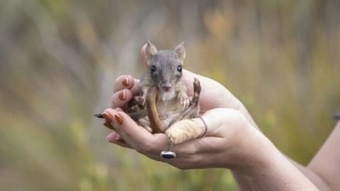 El adorable mamífero que aparece en la imagen es un bettong de cola cepillada, un marsupial parecido a un pequeño canguro. Lamentablemente, la introducción de gatos y zorros salvajes, que llegó con la colonización europea de Australia en el siglo XVIII, diezmó las poblaciones en todo el país.