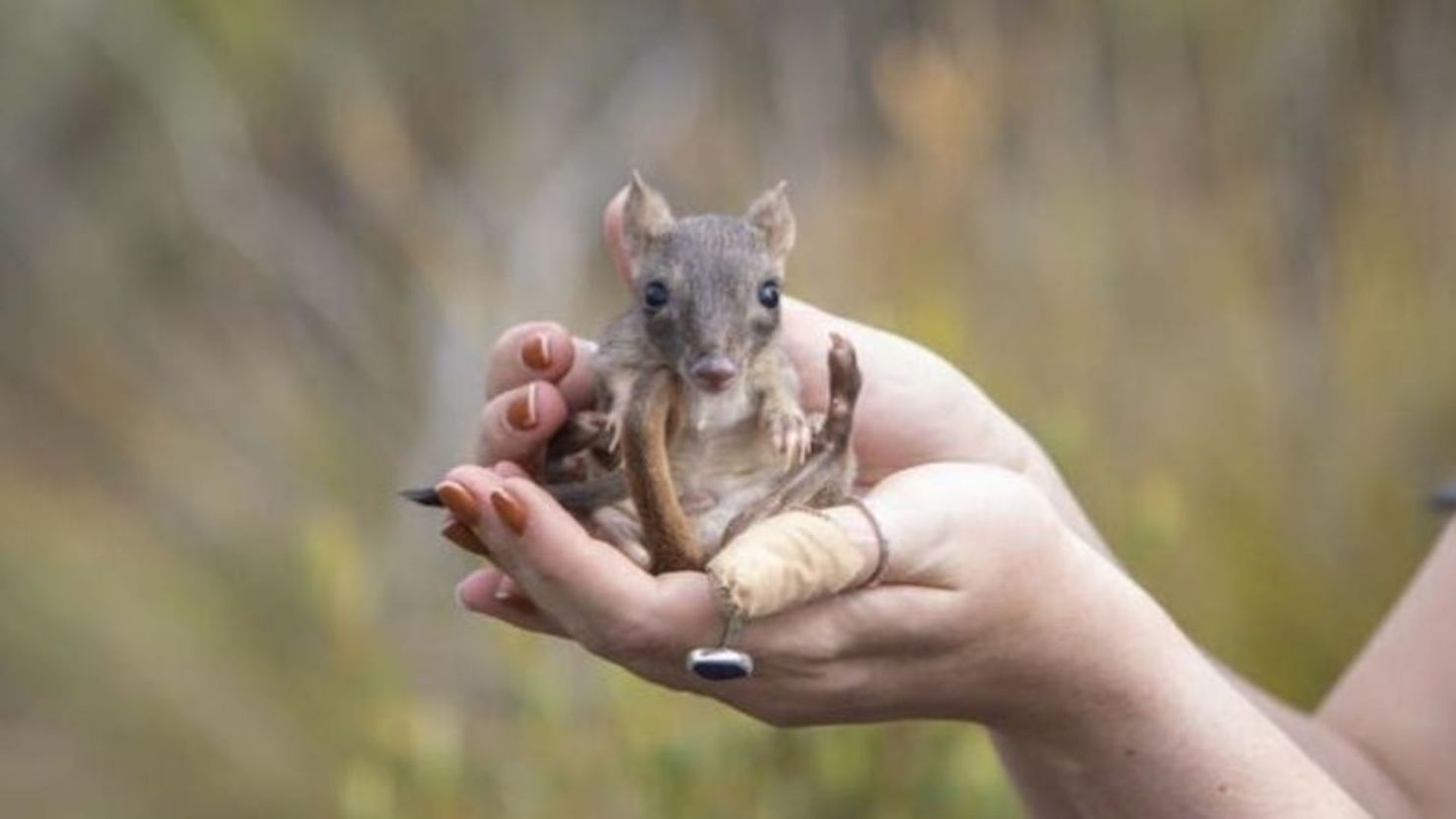 El adorable mamífero que aparece en la imagen es un bettong de cola cepillada, un marsupial parecido a un pequeño canguro. Lamentablemente, la introducción de gatos y zorros salvajes, que llegó con la colonización europea de Australia en el siglo XVIII, diezmó las poblaciones en todo el país.