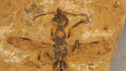 Ant-fossil-photograph-CREDIT-Anderson-Lepeco.jpg