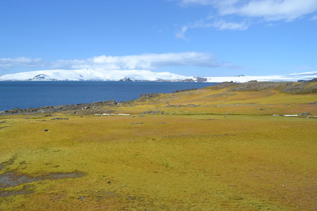 A part of Barrientos Island that has given way to plant life.