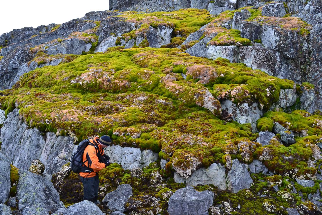 Vegetation growing on the rocky landscape at Norsel Point in Antarctica.