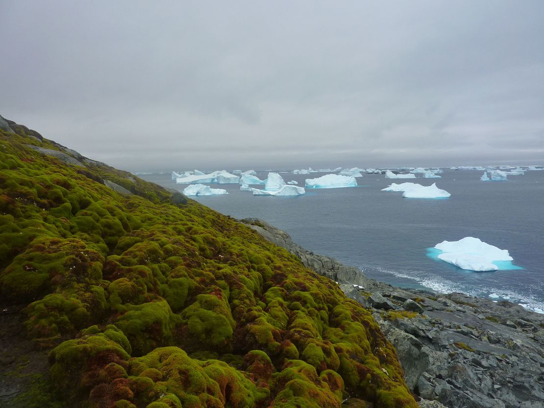 Vegetation growing on Green Island on the Antarctic Peninsula, which is warming much faster than the global average.