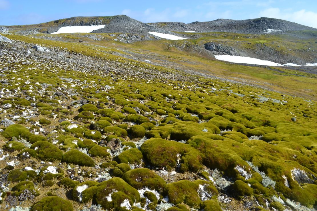 Antarctica's Ardley Island, which is around a mile long and home to a number number of penguin colonies.