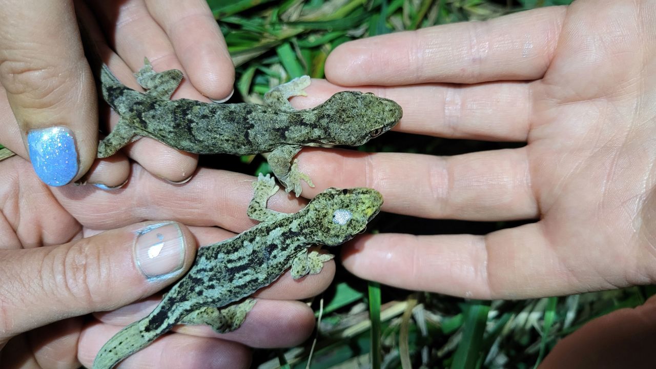 Antoinette and Brucie-Baby, believed to be the world's oldest geckos, found on New Zealand's Motunau Island.