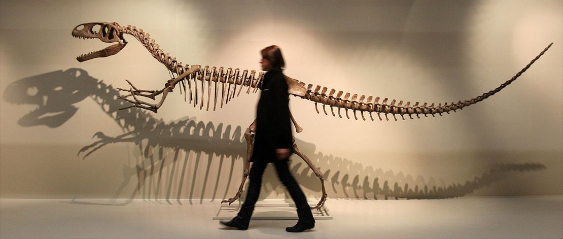 اليوم، يعتقد علماء الحفريات أن الميجالوصور كان يمشي على قدمين.