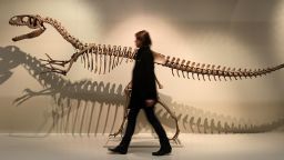 The Dead Zoo at Large - Treasures of the Natural History Museum.Natascia Soannini walks past a Megalosaurus skeleton, which is part of the 'The Dead Zoo at Large - Treasures of the Natural History Museum' exhibition, which opens in The National Museum at Collins Barracks. Picture date: Thursday April 30, 2009. The temporary exhibition fills the gap left by the closure of the 1857 building on Merrion Street. Photo credit should read: Julien Behal/PA Wire URN:7217489