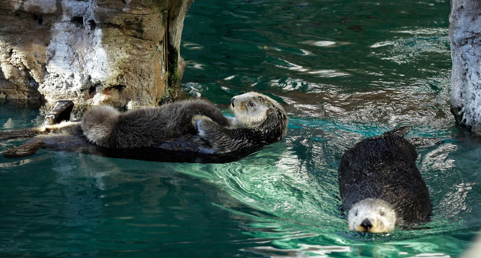 Similar efforts were made<strong> </strong>in Washington state, where the species had gone extinct in the early <a  target="_blank">1900s</a>. In the 1970s, conservationists released 59 sea otters, captured from Amchitka Island in Alaska, to the state’s Olympic Peninsula. Although the initial population struggled, today, there are an estimated 1,380 otters in the state, based on <a  target="_blank">2016 data</a>. In this image, a sea otter named Aniak from the Seattle Aquarium swims on her back with her daughter on her chest as her own mother, Lootas, swims by at right.