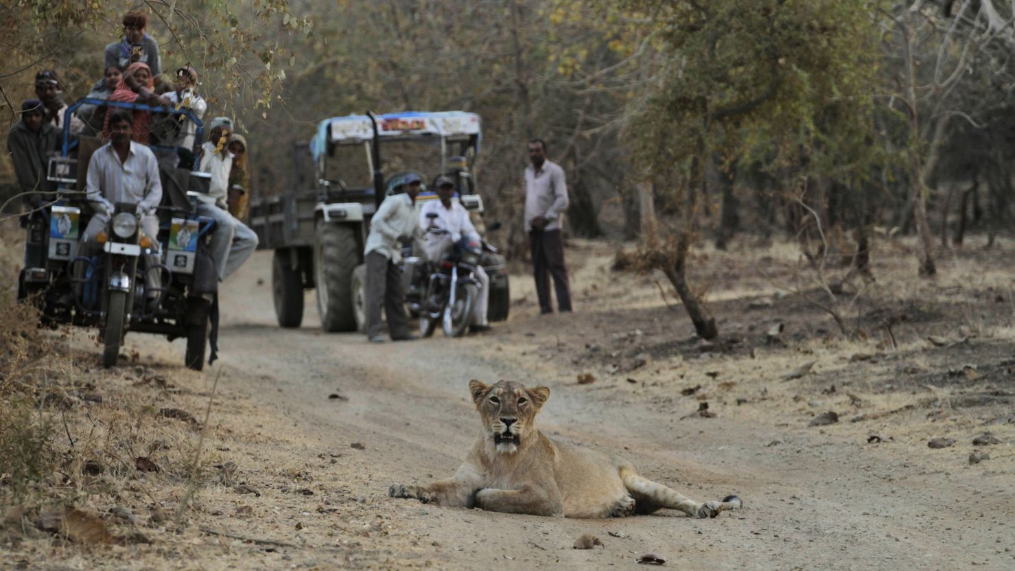 An Asiatic Lion cub lies on a roadway and villagers wait for it to move on as they return home after the day's work at the Gir National Park.