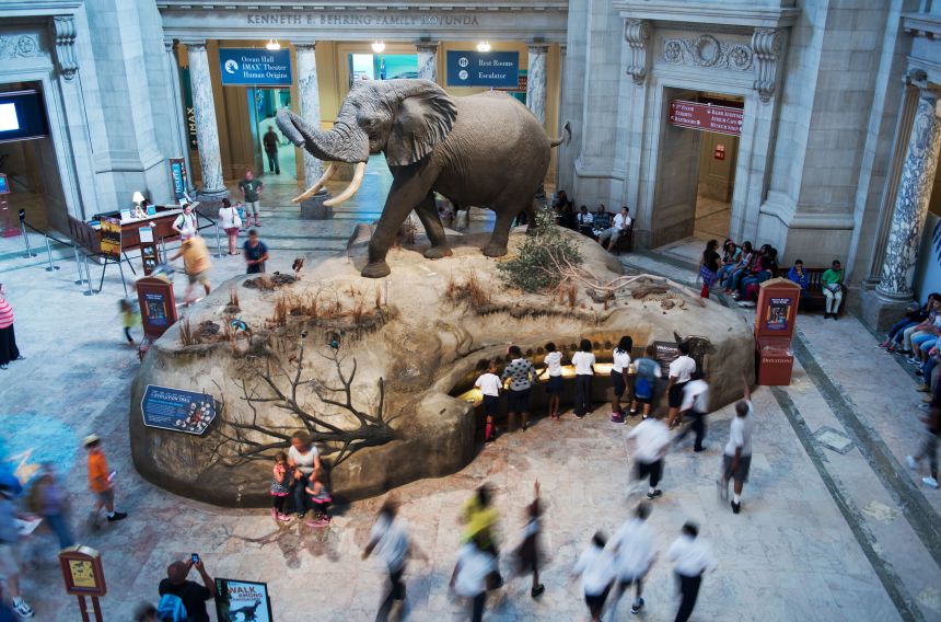 Visitors check out an elephant near the main entrance of the Smithsonian Natural History Museum, on June 9, 2014.