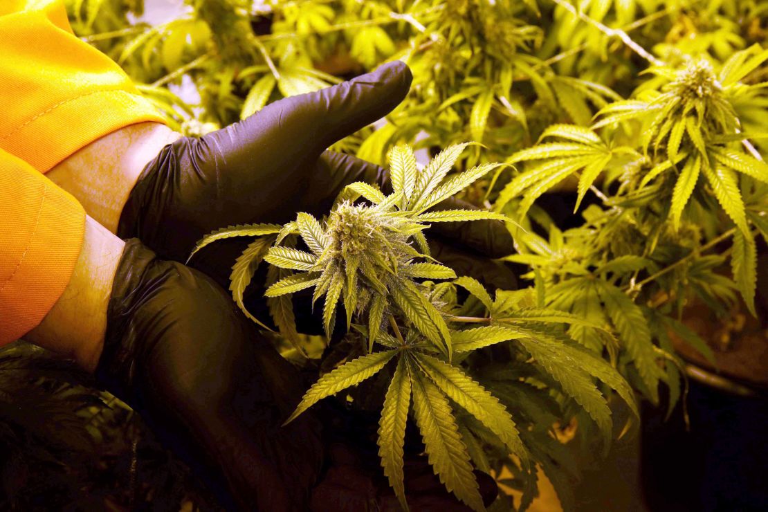 In this June 2016 photo, Surterra Therapeutics Cultivation Manager Wes Conner displays the fully grown flower of one of their marijuana plants at their north Florida facility, on the outskirts of Tallahassee, Florida.