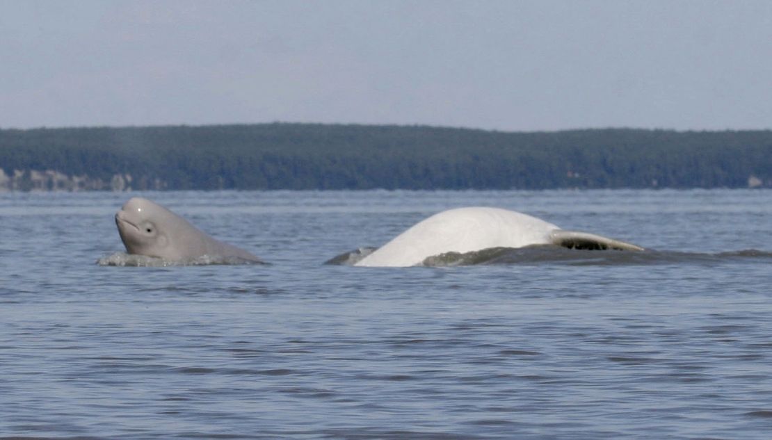 Beluga whales in Cook Inlet in 2009.