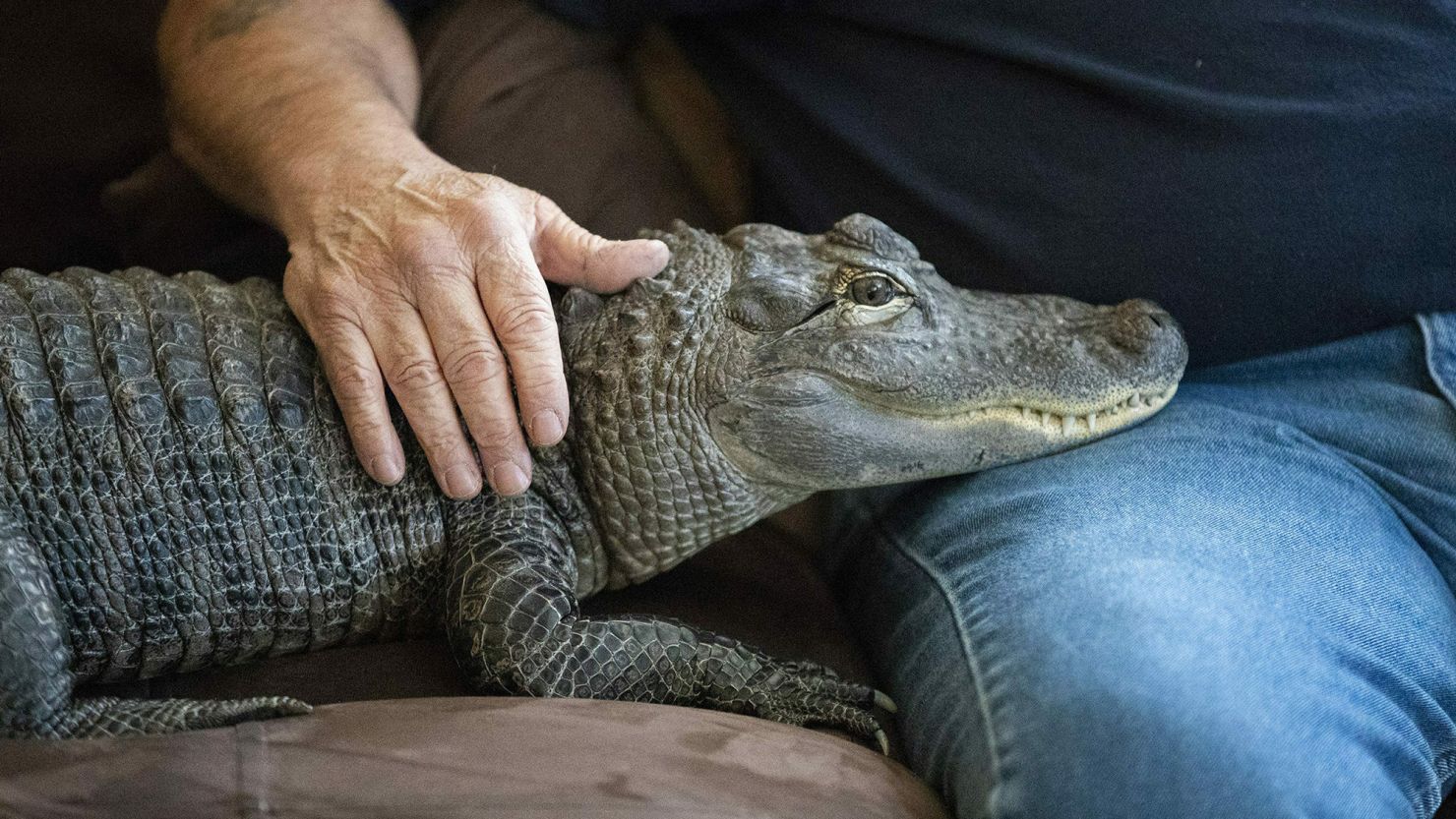 Joie Henney, 65, sits in 2019 with his emotional support alligator, Wally, at his home in York Haven, Pennsylvania.