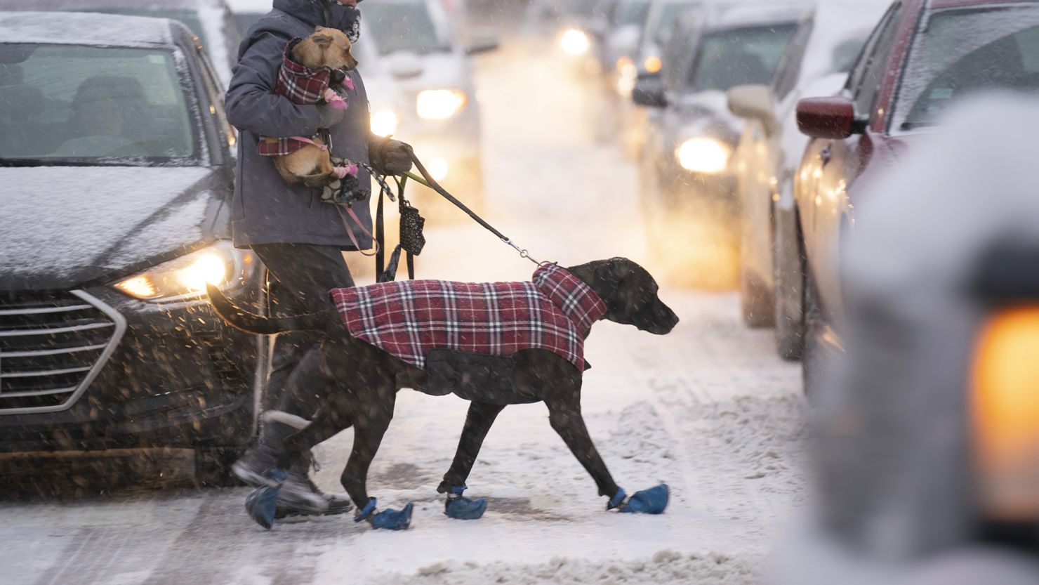 A woman crosses Portland Avenue while on a walk with her dogs in February 2019, in Minneapolis, Minnesota.