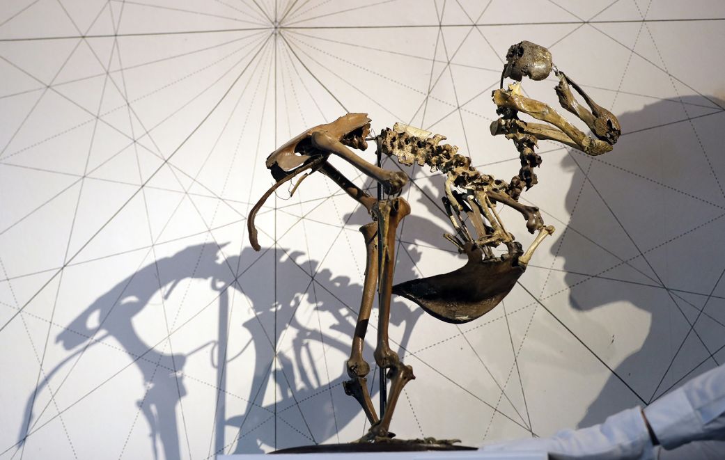 A skeleton of a Dodo.