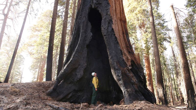 Blaze 'creeps' through wilderness in Sequoia & Kings Canyon National Parks