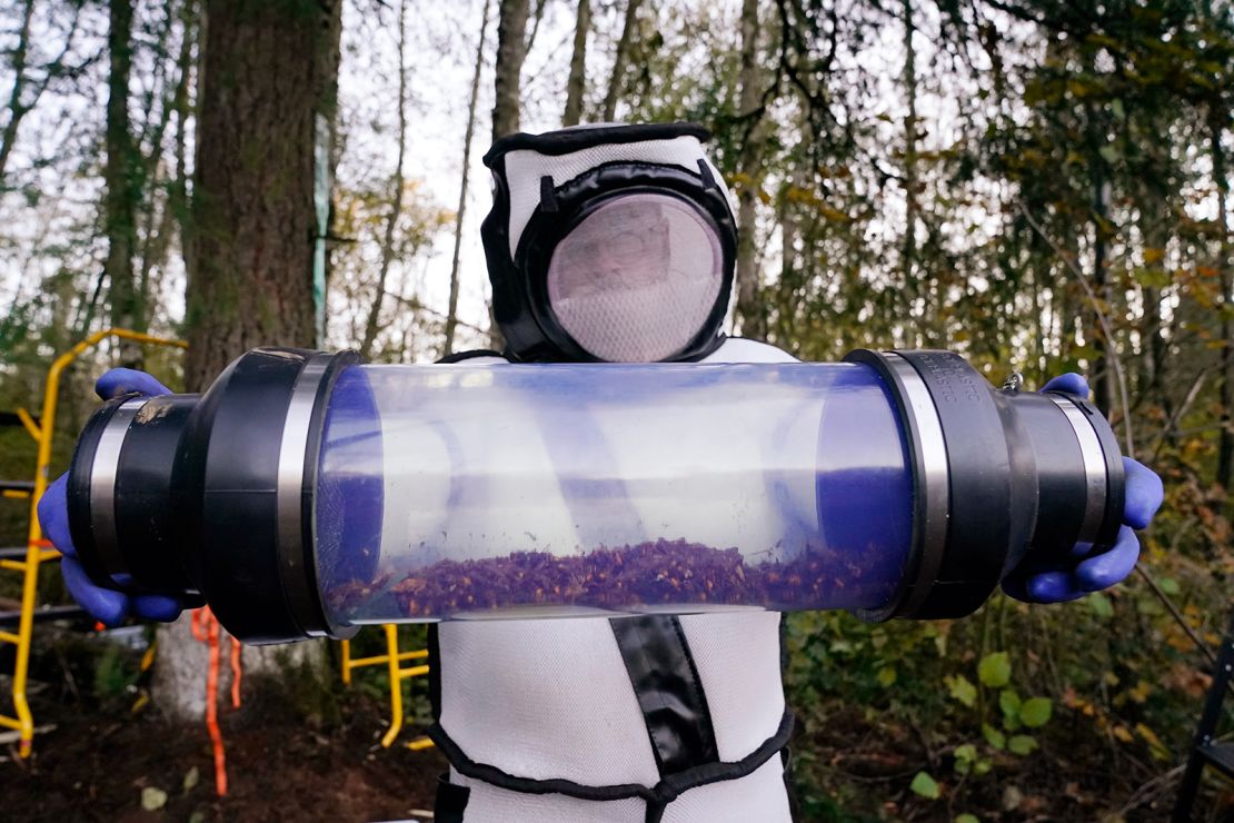 In this Oct. 24, 2020 photo, Sven Spichiger, executive entomologist for the Washington State Department of Agriculture, shows a container of Asian giant hornet dust from a nest in a tree behind him in Blaine, Washington.