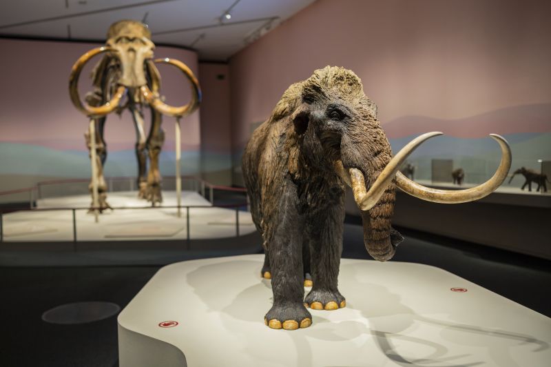 Woolly mammoths are one step closer to making a comeback CNN