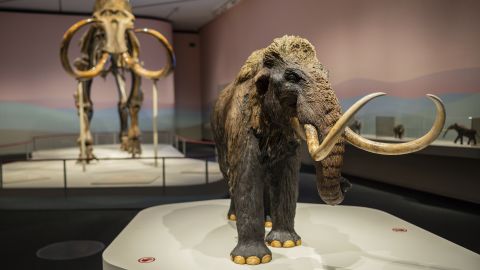 Woolly Mammoth (Mammuthus primigenius) and a small replica. "Mamut" exhibition at CaixaForum on Mammoths, the Giants of Ice Age, Zaragoza, Spain. (Nano Calvo / VWPics via AP Images)